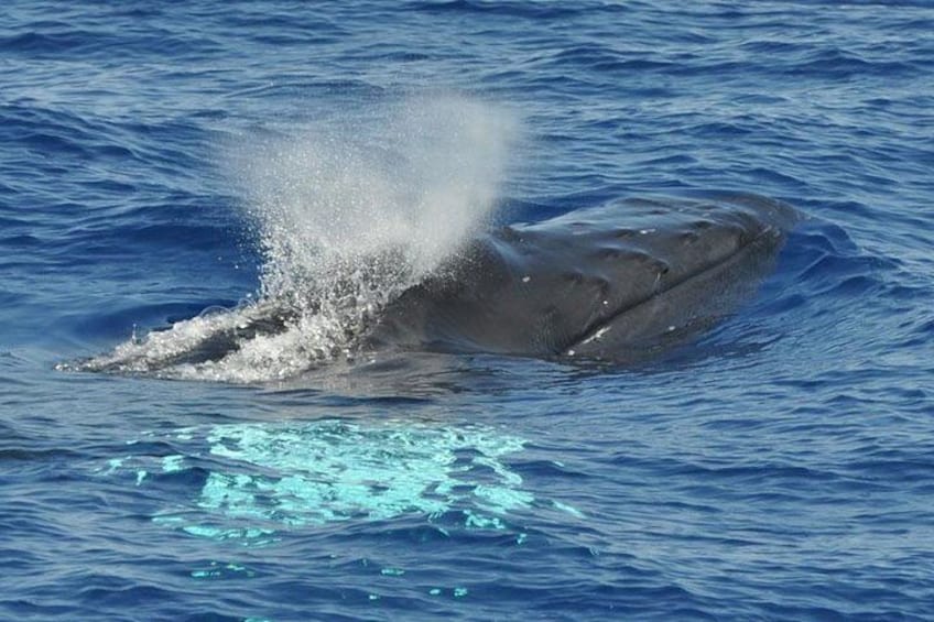 Dolphin and whale Safari in Gran Canaria