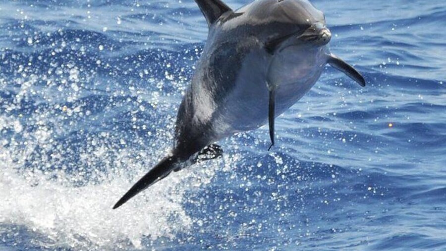 Dolphin and Whale Cruise in Puerto Rico, Gran Canaria