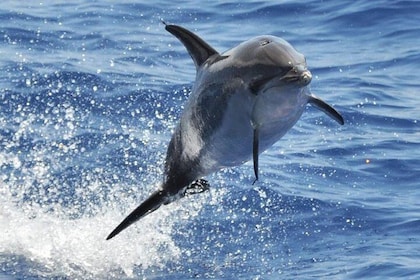 Dolfijnen- en walvissafari op Gran Canaria
