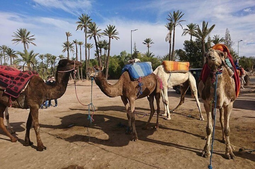 Majorelle Garden and Camel Ride in Marrakesh Palm Grove
