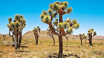 Joshua Tree National Park Van Tour