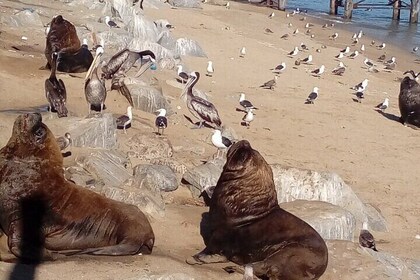 Tour to the markets of Valparaiso