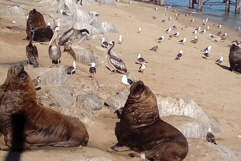 Tour to the markets of Valparaiso