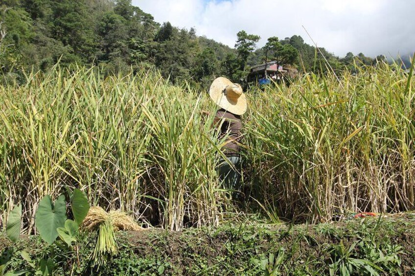 Banaue rice field