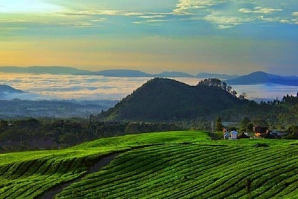 From Jakarta Airport : Mount Volcano , Hot spring , Tea Plant