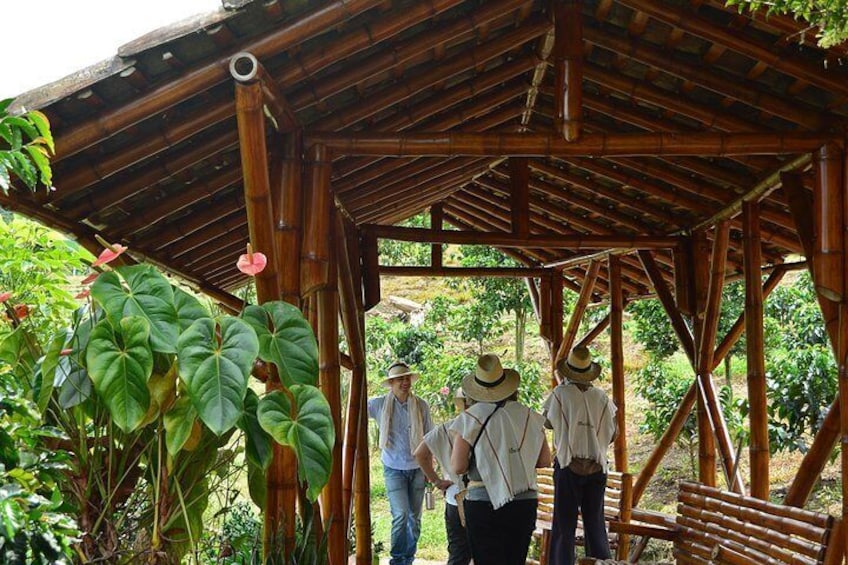 Coffee Tour at the Finca del Café