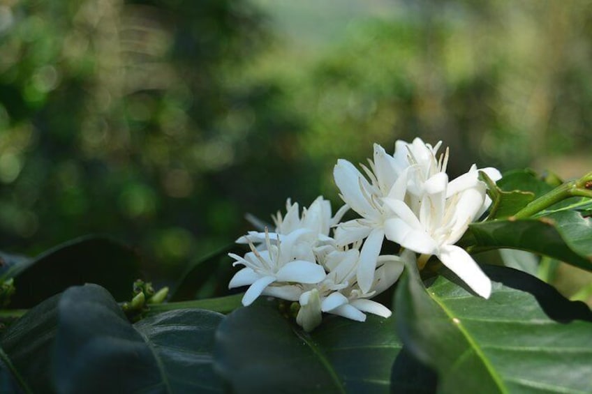 Coffee Flower