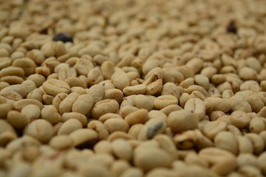 Washed Coffee