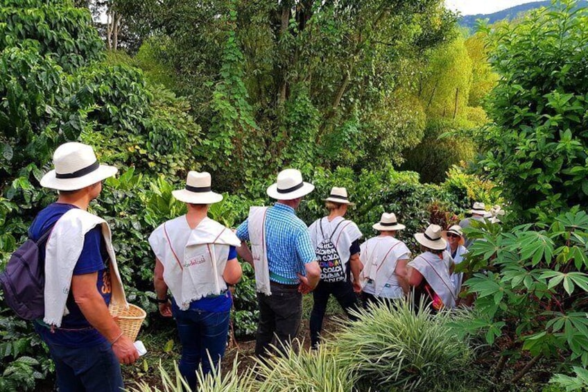 Coffee Tour at the Finca del Café