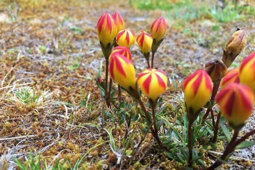 sarashima or yellow balloon endemic to Cajas