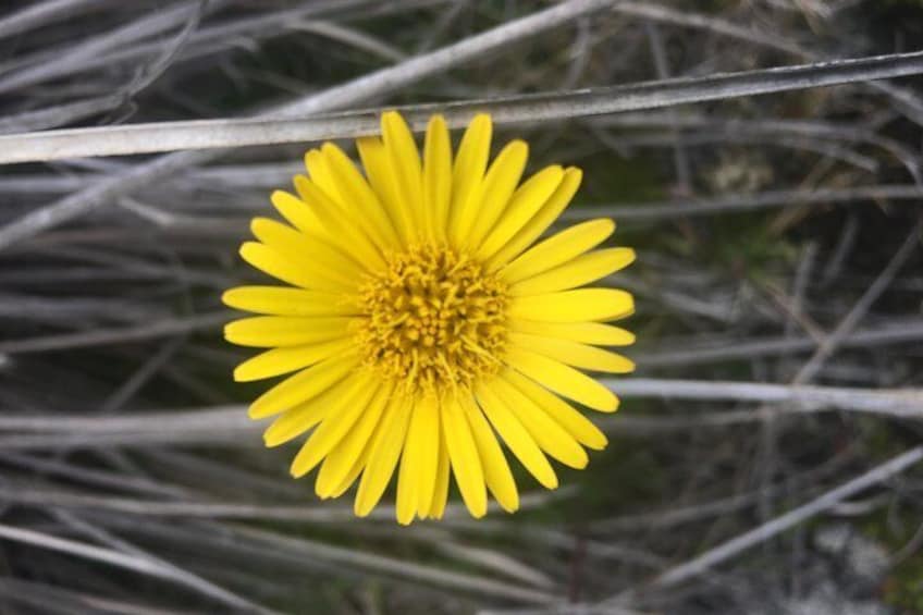 Flora of the El Cajas National Park