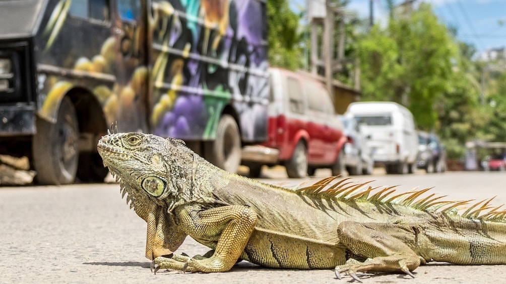 iguana in road in Sayulita