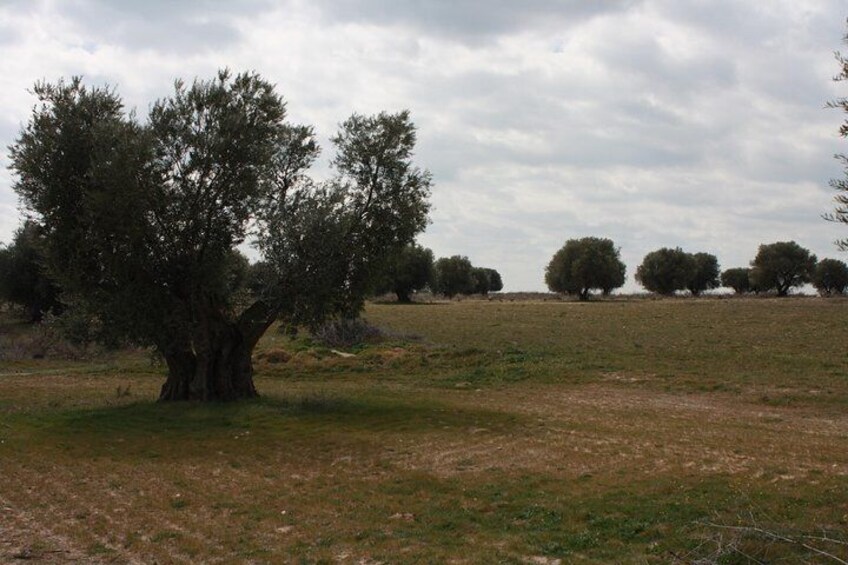 Visit olive grove centenary with oil tasting course