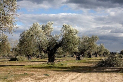 Visit olive grove centenary with oil tasting course