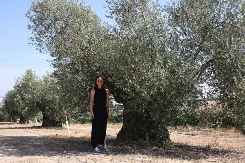 Visit olive grove centenary with oil tasting course