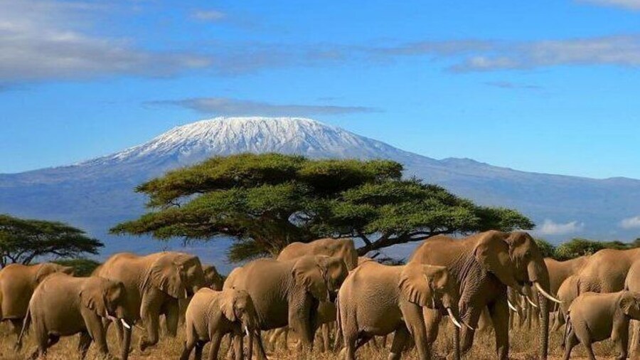 3-Day Private Amboseli/Mt. Kilimanjaro Safari