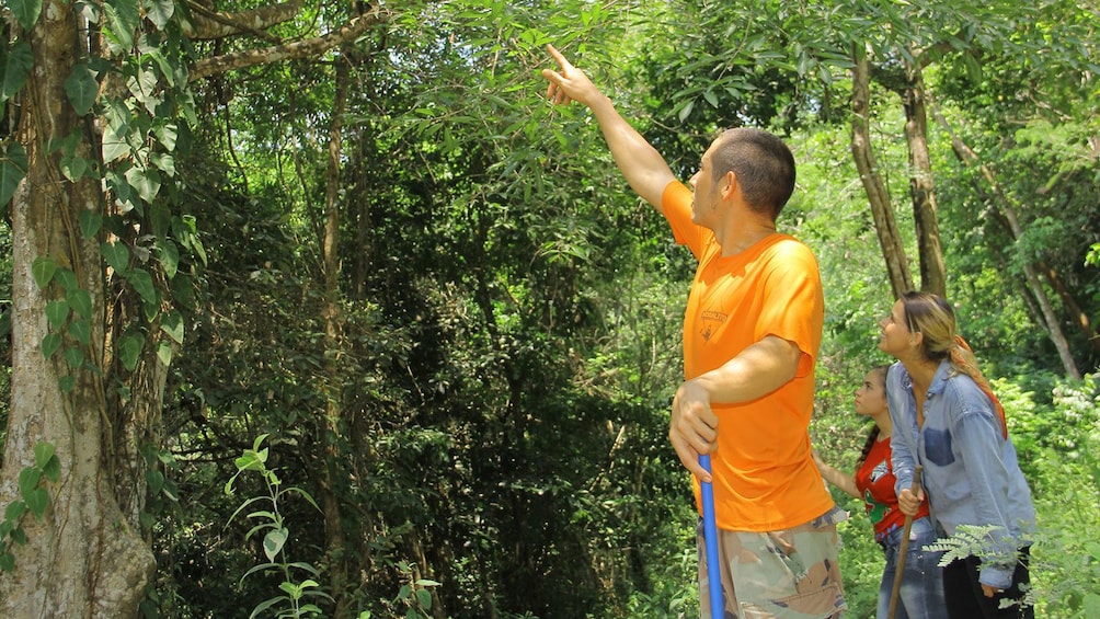 Hiking group looking at the surrounding trees on a path in Puerto Vallarta
