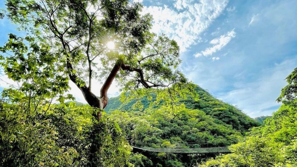 Lush Puerto Vallarta countryside