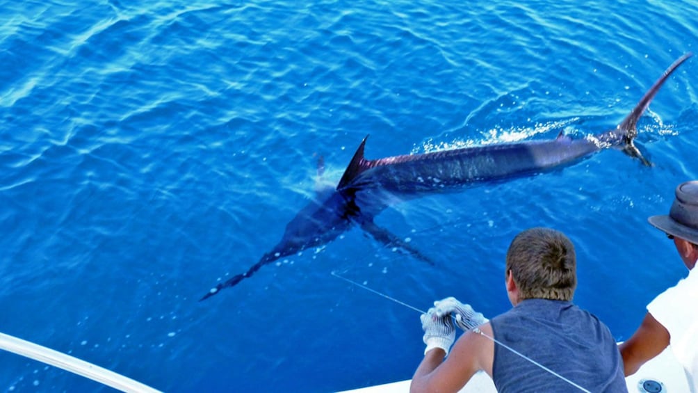 Caught Sailfish being brought into fishing boat