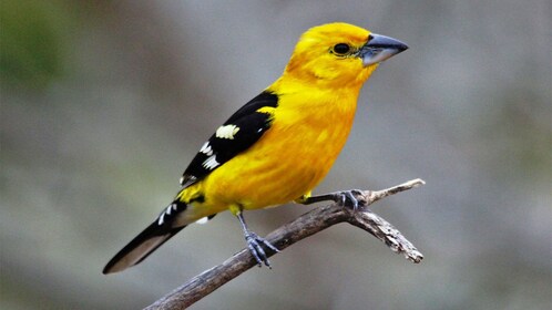 Puerto Vallarta Bird Watching Tour - Puerto Vallarta | Expedia