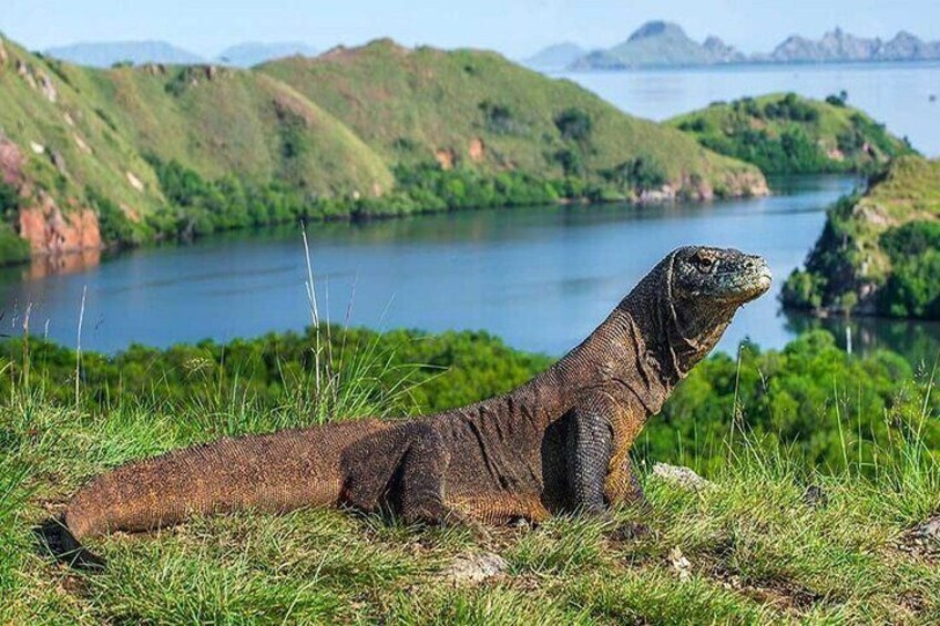 3DAYS KOMODO Tour by Luxury Boat Private. Price for 12 Pax.