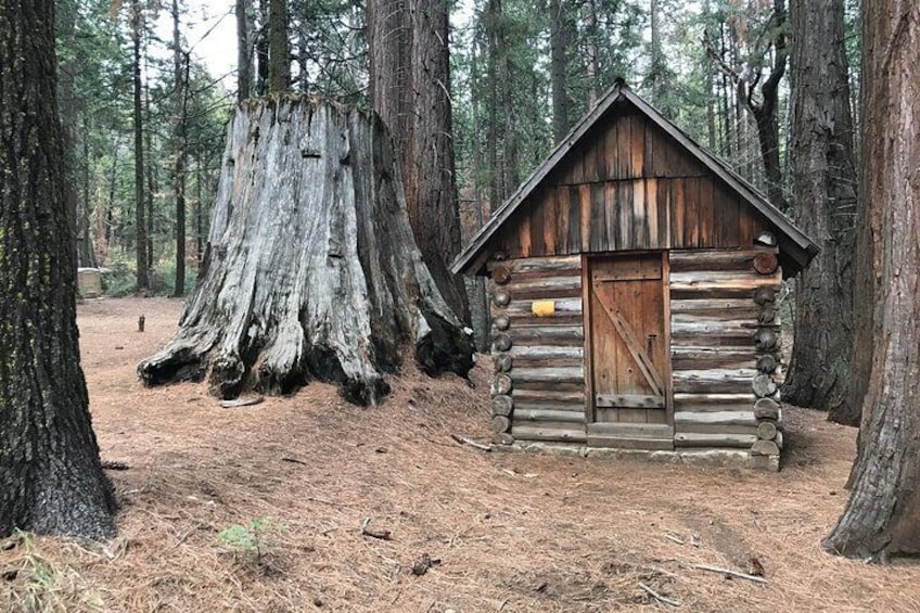 Old Cabin in grove next to stump of Sequoia
