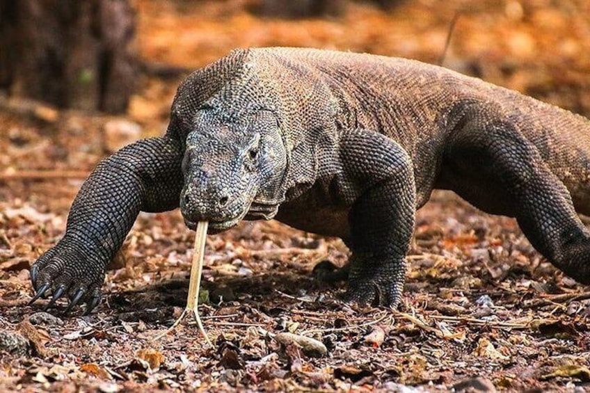 1 Day Komodo Trip by Private Fast Boat