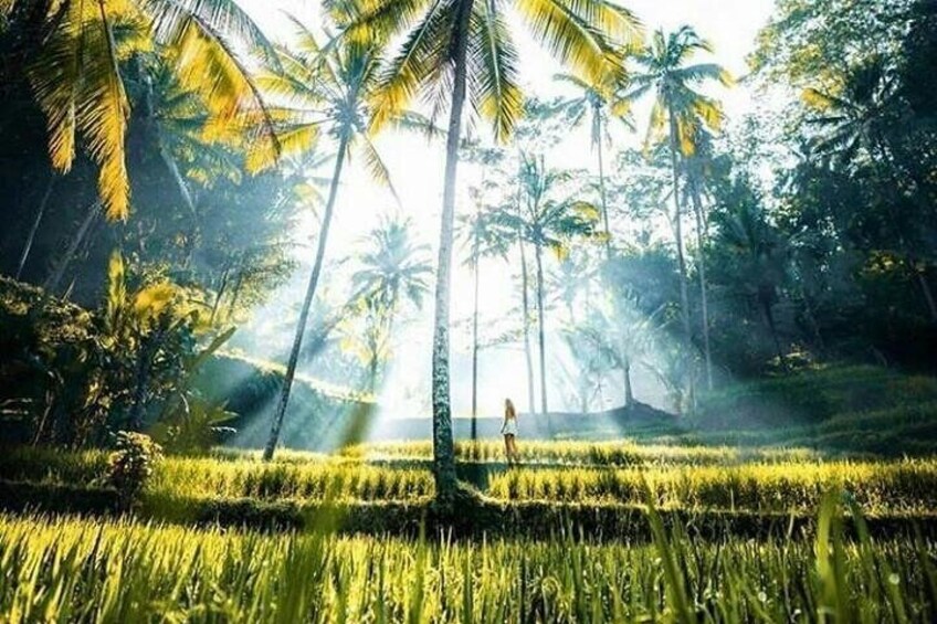 Package 2 day tour in bali all invlusive ( instagram tour and ubud tour)