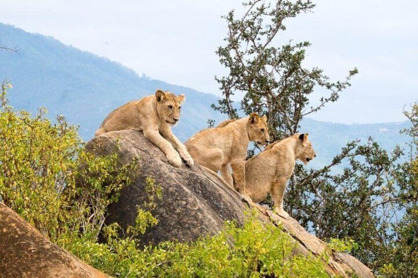 Tsavo East 1 Day Safari, Beach To Beach In 4wd Jeep