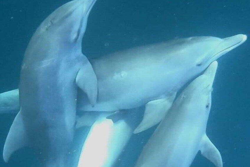 Dolphin watching Lydia Boat, Private boat tour(lunch included)music onboard