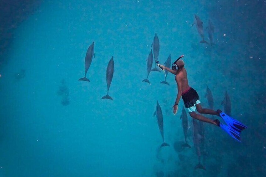 Dolphin trip/Private boat tour le morne/Crystal rock LydiaBoat