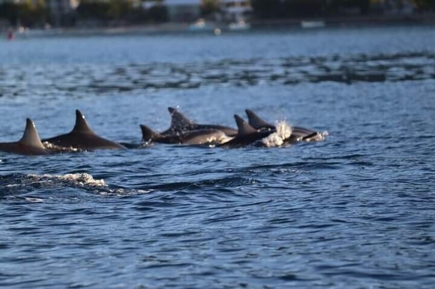 Dolphin watching Lydia Boat, Private boat tour(lunch included)music onboard