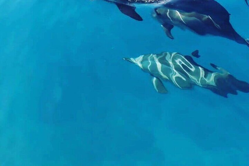 Lydia Boat :Private boat tour Dolphins & Whales encounter & lunch