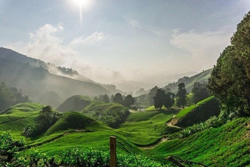 Private Tour : Cameron Highland Day Trip from Kuala Lumpur