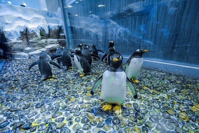 Dubai Aquarium + Penguin Cove Admission Tickets