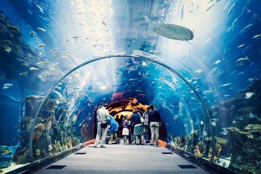 Dubai Aquarium + Penguin Cove Admission Tickets