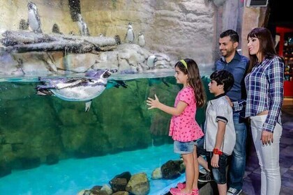 Billetter til Dubai Aquarium + Penguin Cove med transfer