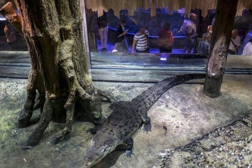 Dubai Aquarium and Underwater Zoo Admission Tickets