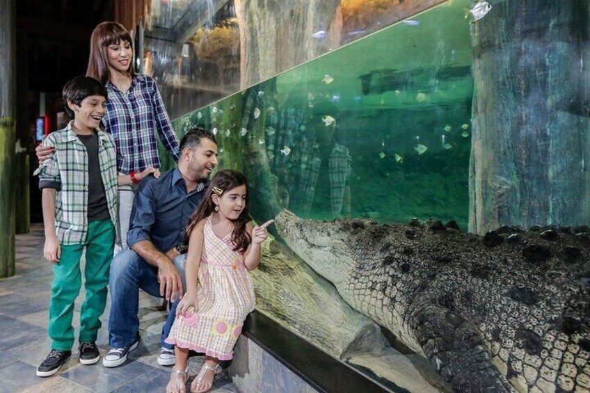 Dubai Aquarium + Penguin Cove Admission Tickets