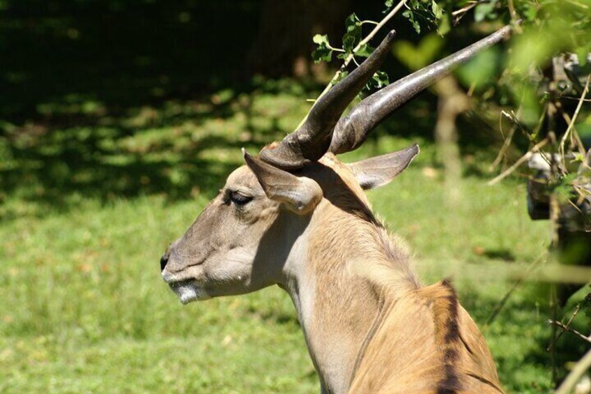 From Buenos Aires: Temaiken Biopark with Transfer and Tickets