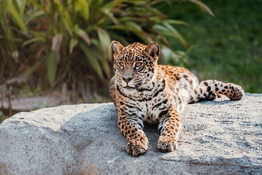 From Buenos Aires: Temaiken Biopark with Transfer and Tickets