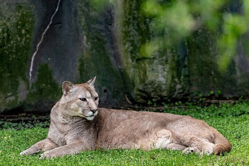 From Buenos Aires: Temaiken Biopark with Transfer and Tickets