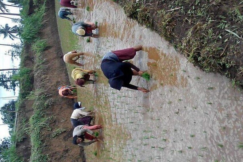 Some villagers are planting rice. Planting activity is actually done by the month of November or Decemberthe. Those months are wet season. 