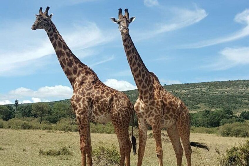 Lake Nakuru National Park,Lake Naivasha & Crescent Island Day Tour. Lake Nakuru National Park,Lake Naivasha & Crescent Island Day Tour.