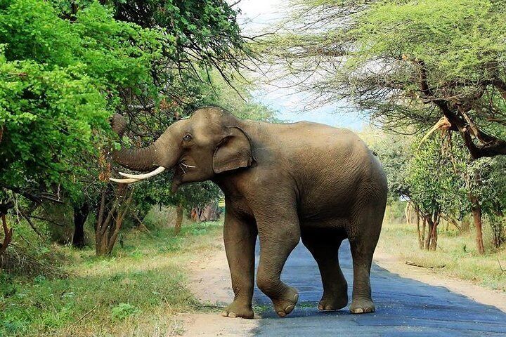 Chinnar Wild-life Visiting Tour