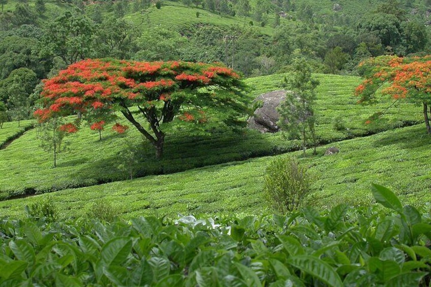 Tea vally view