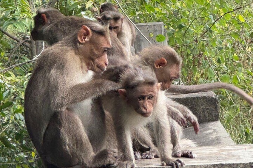 Chinnar Wild-life Visiting Tour (Eravikulam National Park)