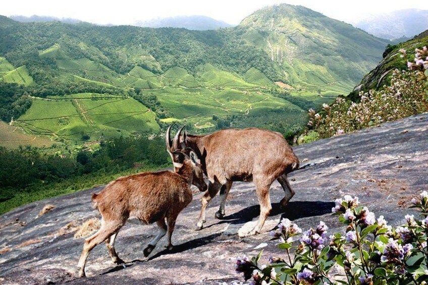 Chinnar Wild-life Visiting Tour (Eravikulam National Park)