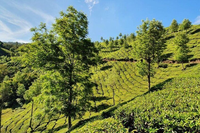 Munnar Tea-trail Tour