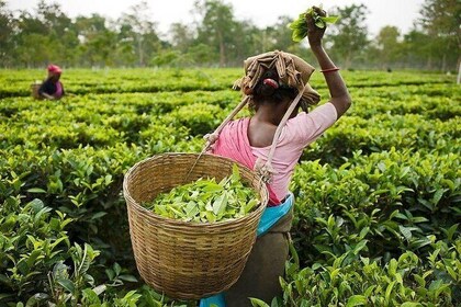 Munnar Tea-trail Tour